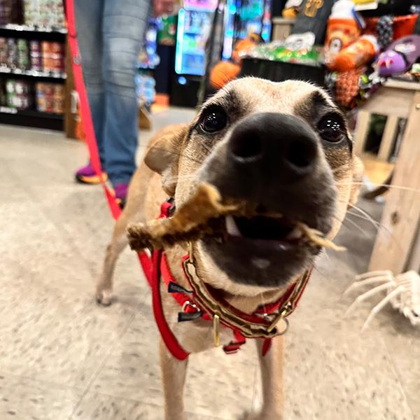 a dog with a bone in its mouth