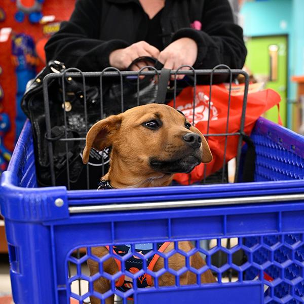 A brown dog sits inside a blue shopping cart, looking to the side with its head slightly tilted. The dog's ears are floppy. A person wearing a black jacket and holding a red shopping bag stands behind the cart. The background is a colorful store interior.