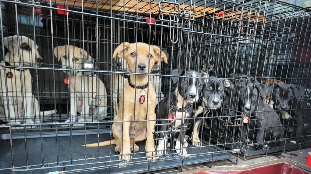 Super Dog Adoption Day - Fall 2024 3