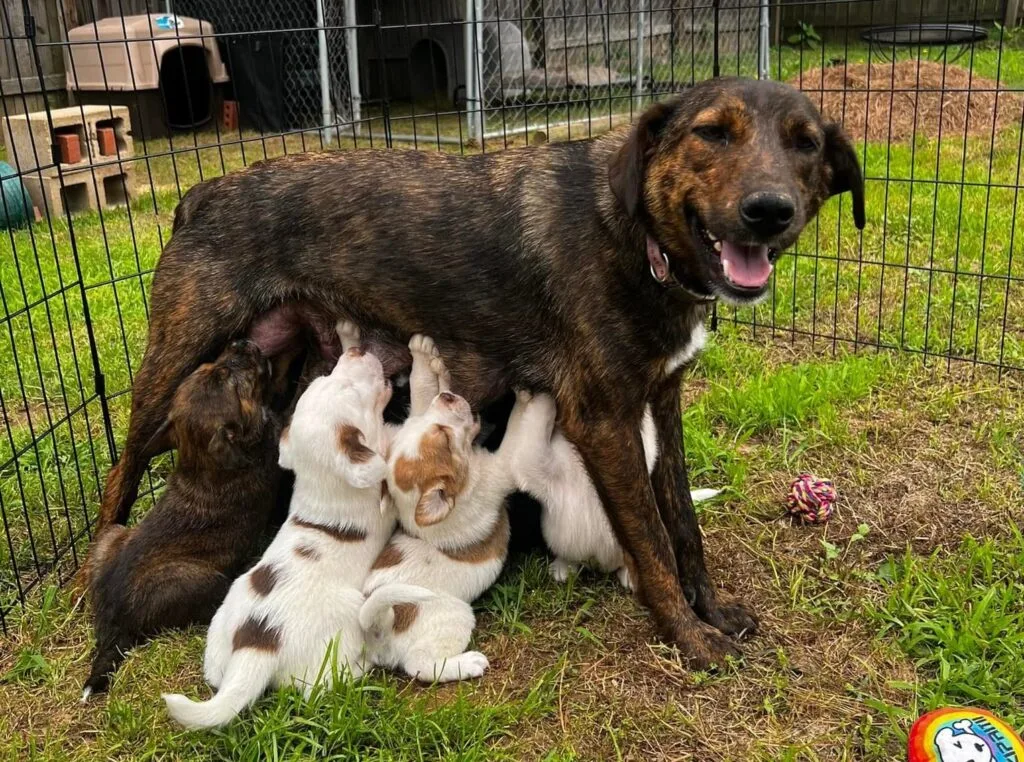 Spay/Neuter Awareness Month 1