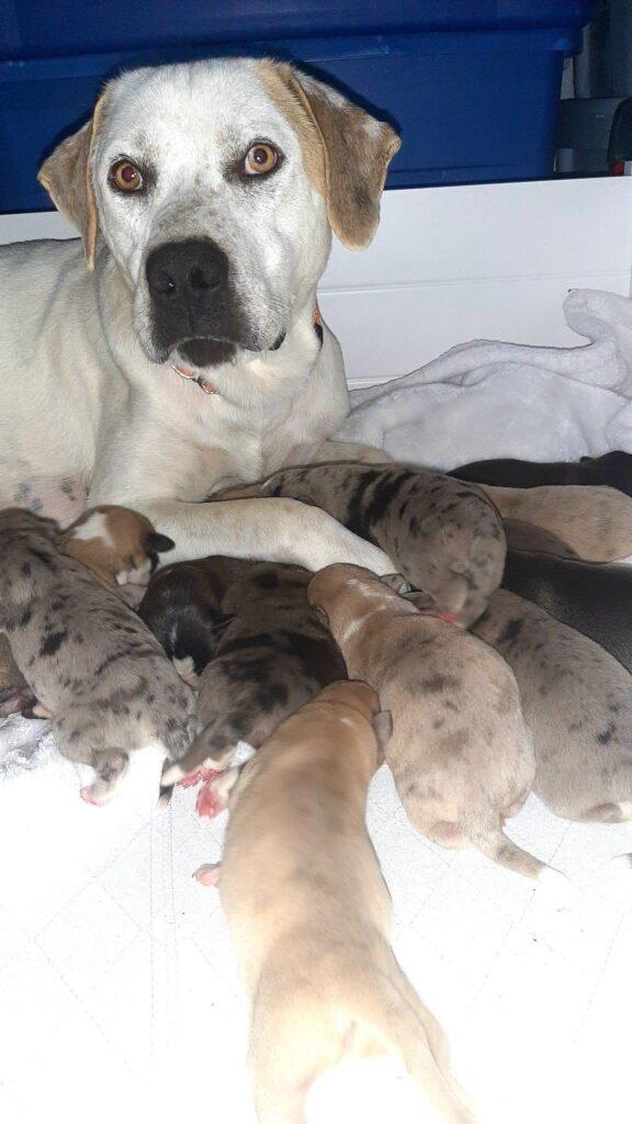 Spay/Neuter Awareness Month 6 Spay/Neuter Awareness Month 5