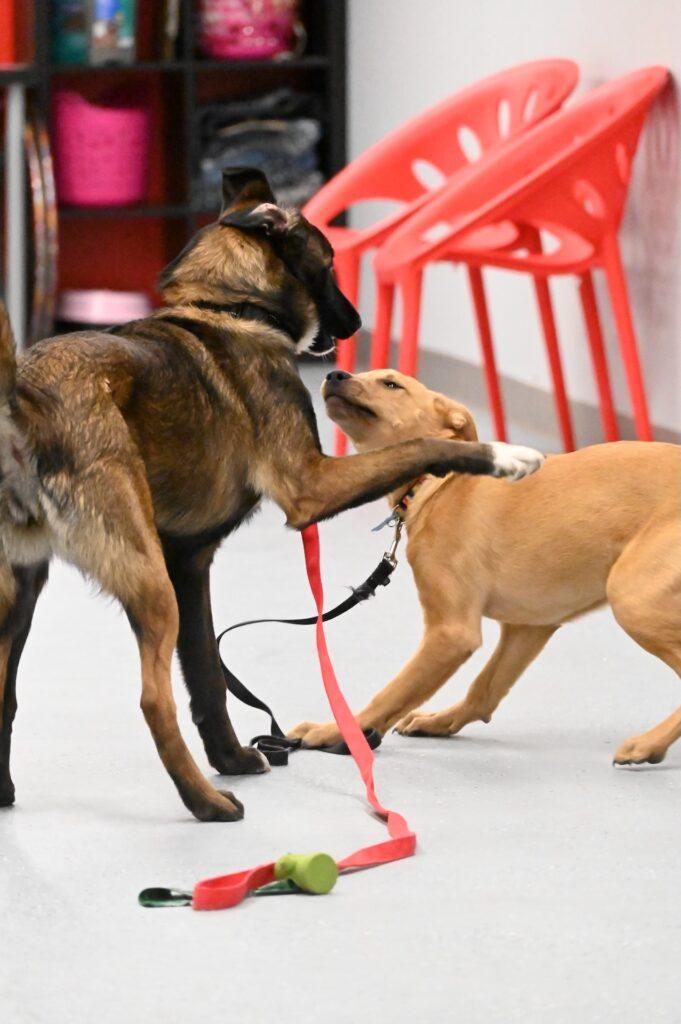 Active vs. Passive Socialization 1