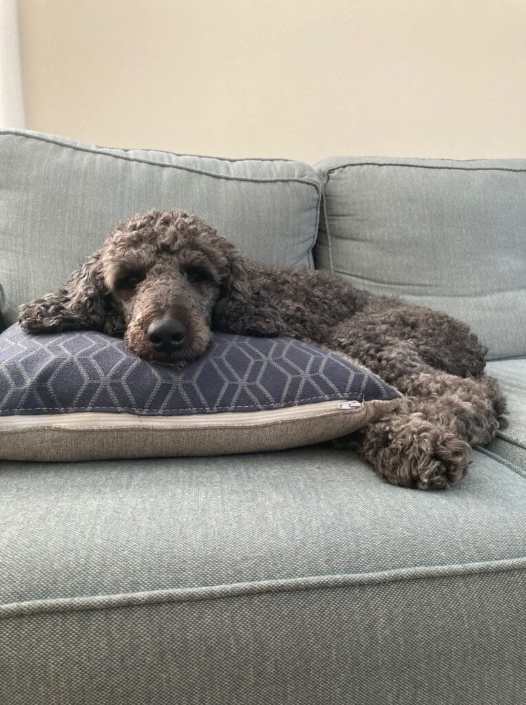 HAPPY TAILS: INDIGO 15