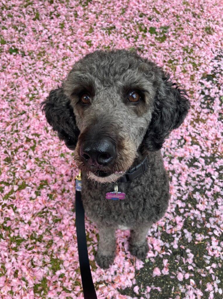 HAPPY TAILS: INDIGO 1