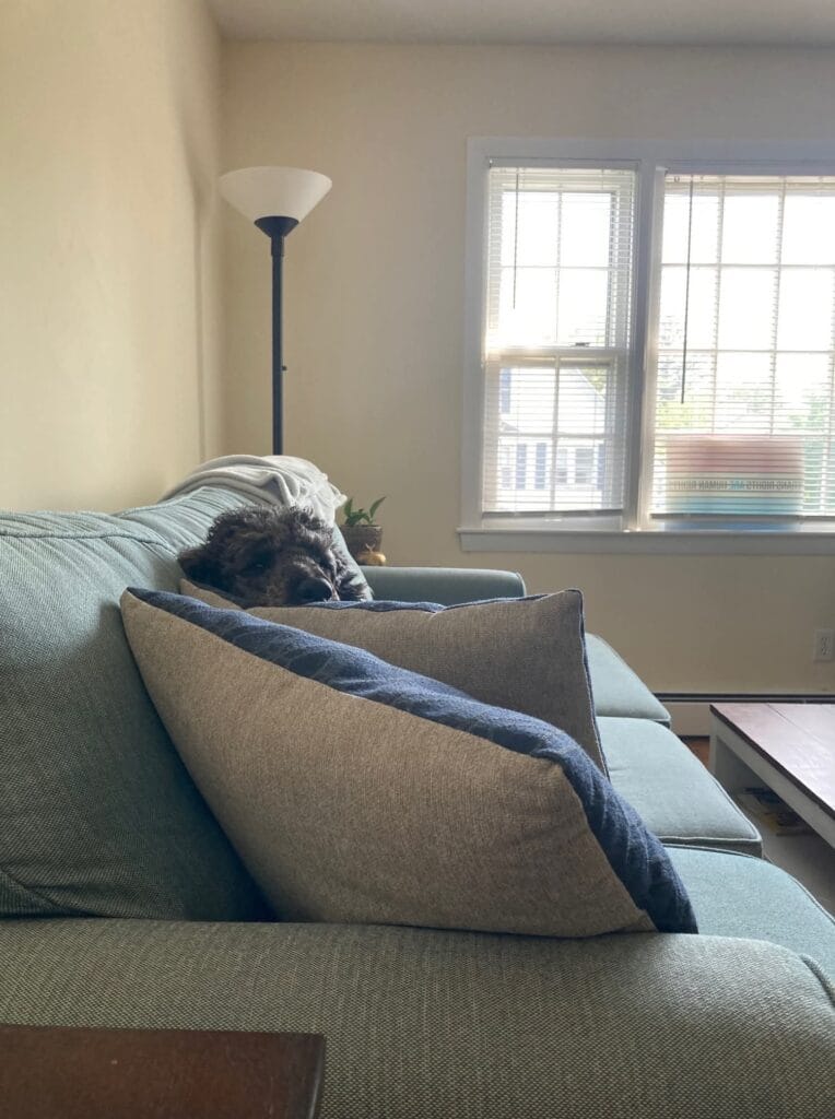 HAPPY TAILS: INDIGO 3
