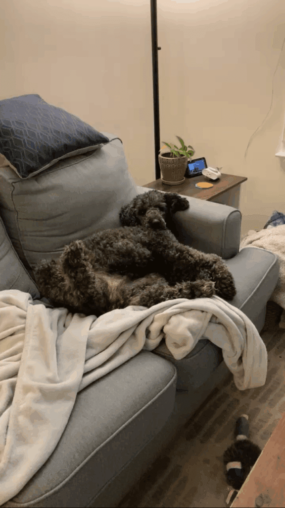 HAPPY TAILS: INDIGO 5