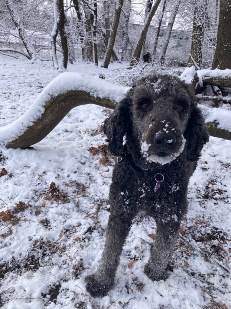 HAPPY TAILS: INDIGO 7