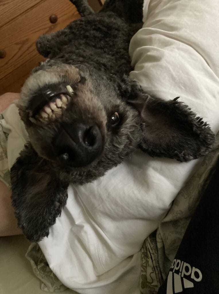HAPPY TAILS: INDIGO 9