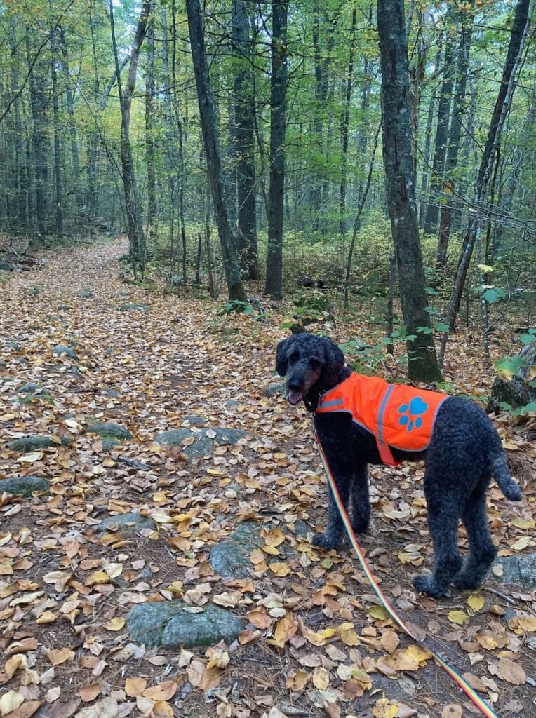 HAPPY TAILS: INDIGO 11