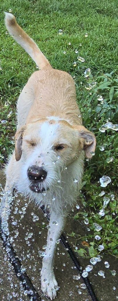 Archie (FKA Bailey Kibble) 7
