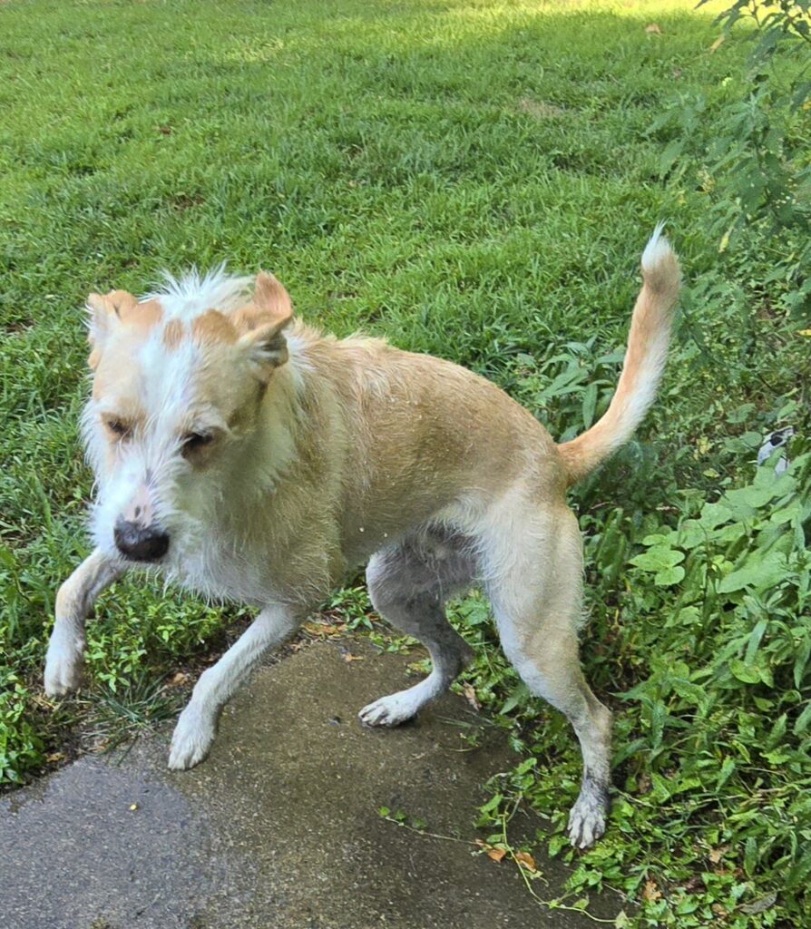 Archie (FKA Bailey Kibble) 11