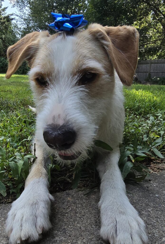 Archie (FKA Bailey Kibble) 3