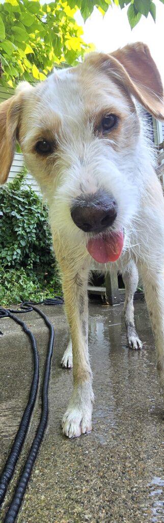 Archie (FKA Bailey Kibble) 9
