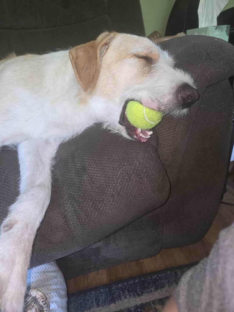 Archie (FKA Bailey Kibble) 1