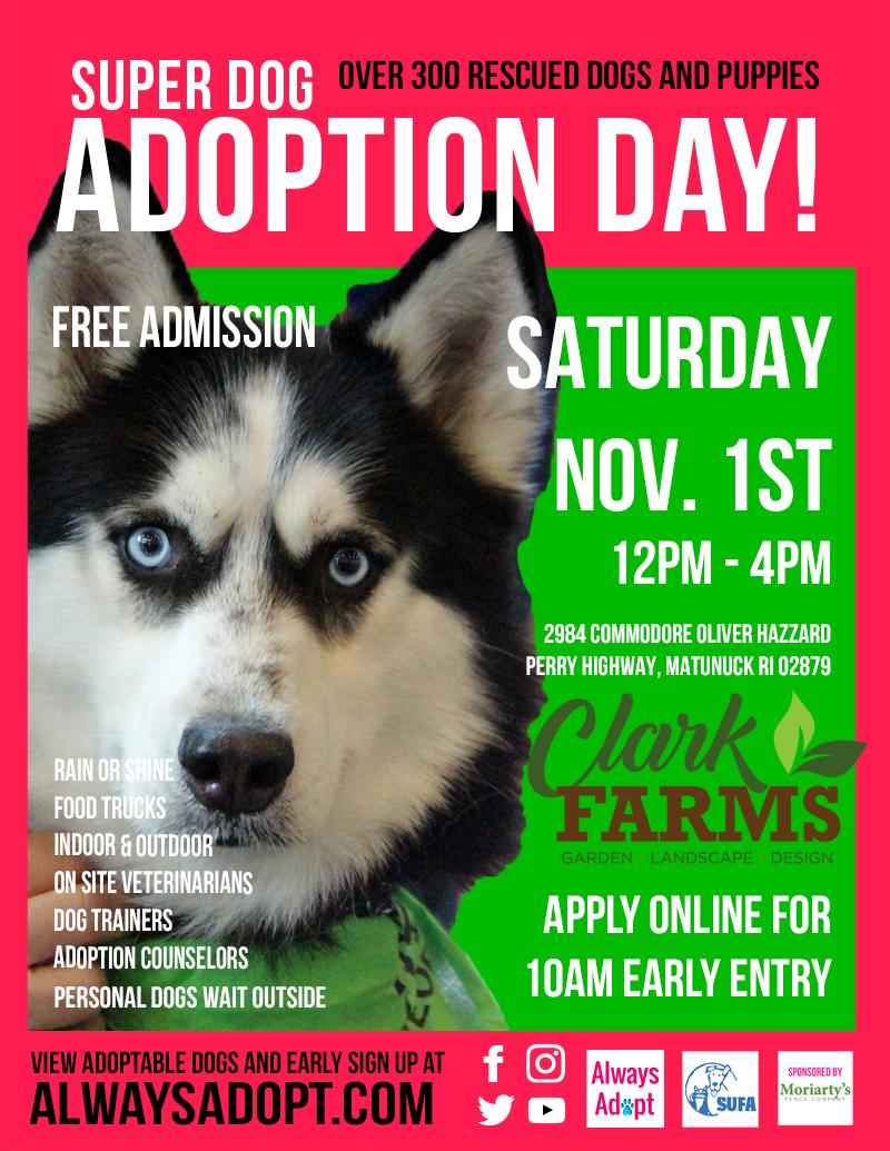 Super Dog Adoption Day 1