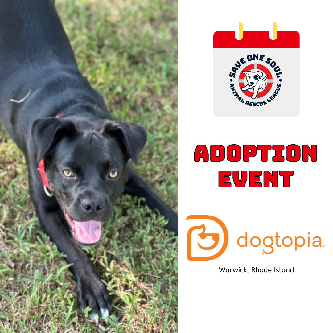 Multi-Rescue Adoption Event @ Dogtopia 2 Multi-Rescue Adoption Event @ Dogtopia 1