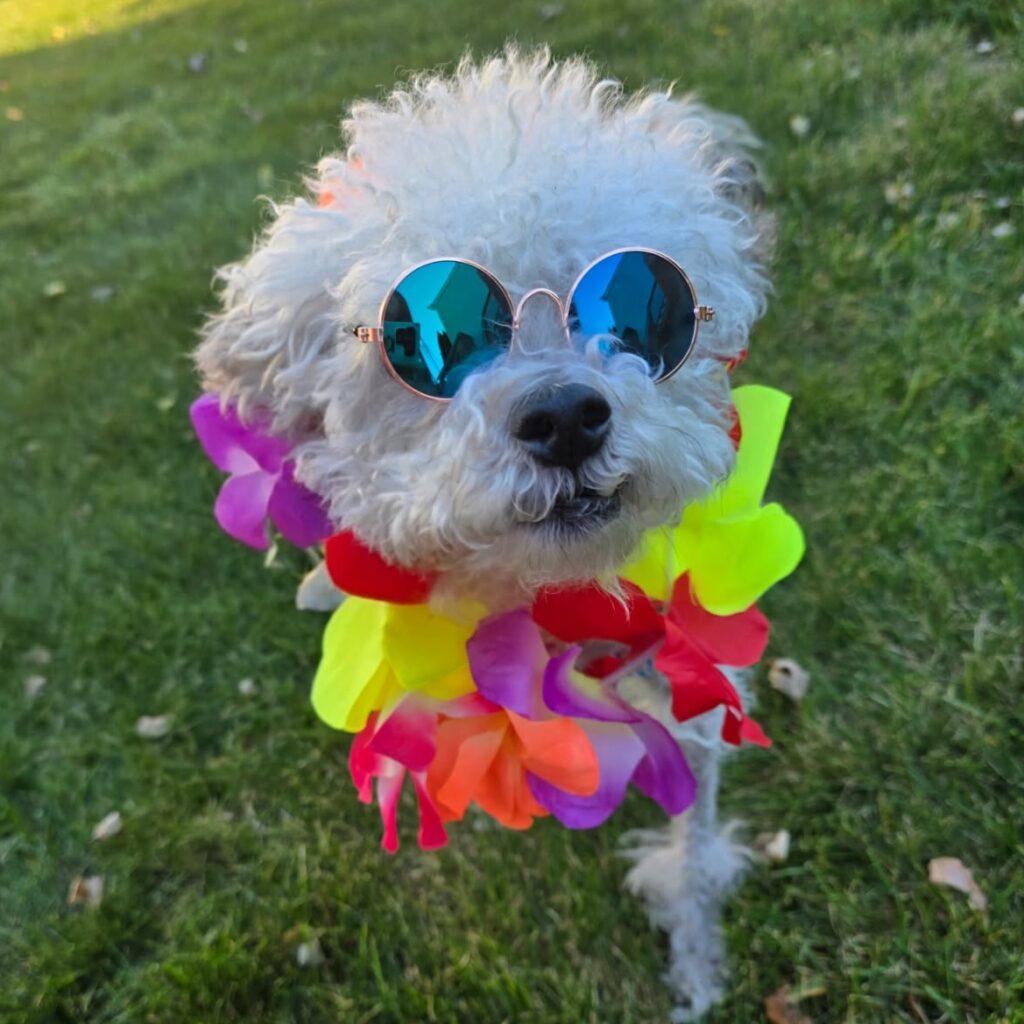 National Senior Pet Month 1