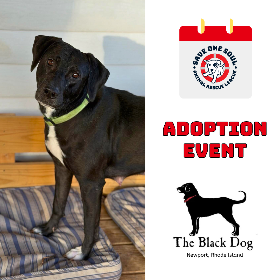 Adoption Event-black dog