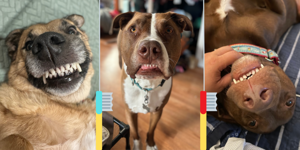 Pet Dental Health Month 2 Pet Dental Health Month 1