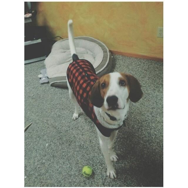 Barney