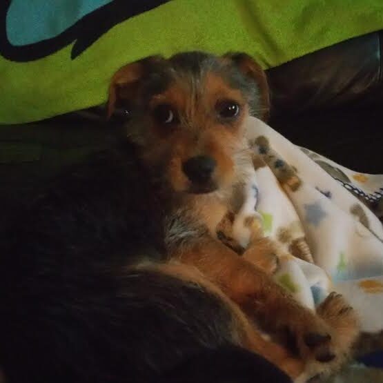 Baxter Bow 2