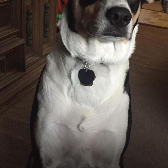 Bodie