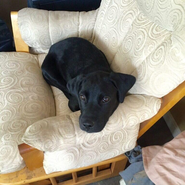 Brody