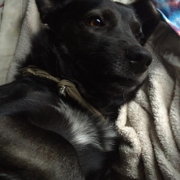 Buddy2