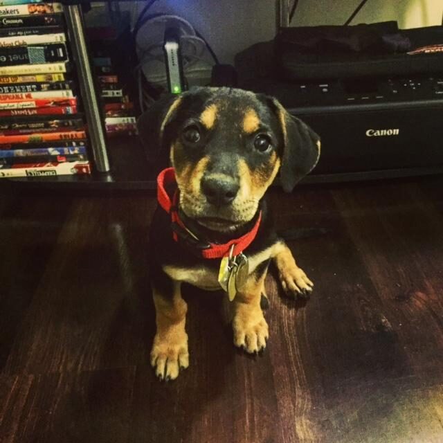 Chessie1