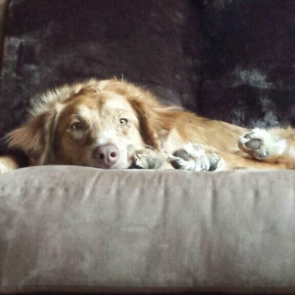 Snuggling on the couch