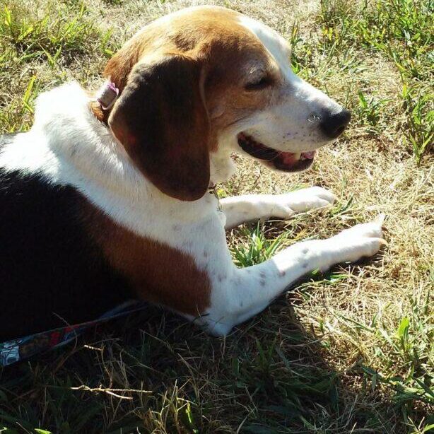 Daisy1