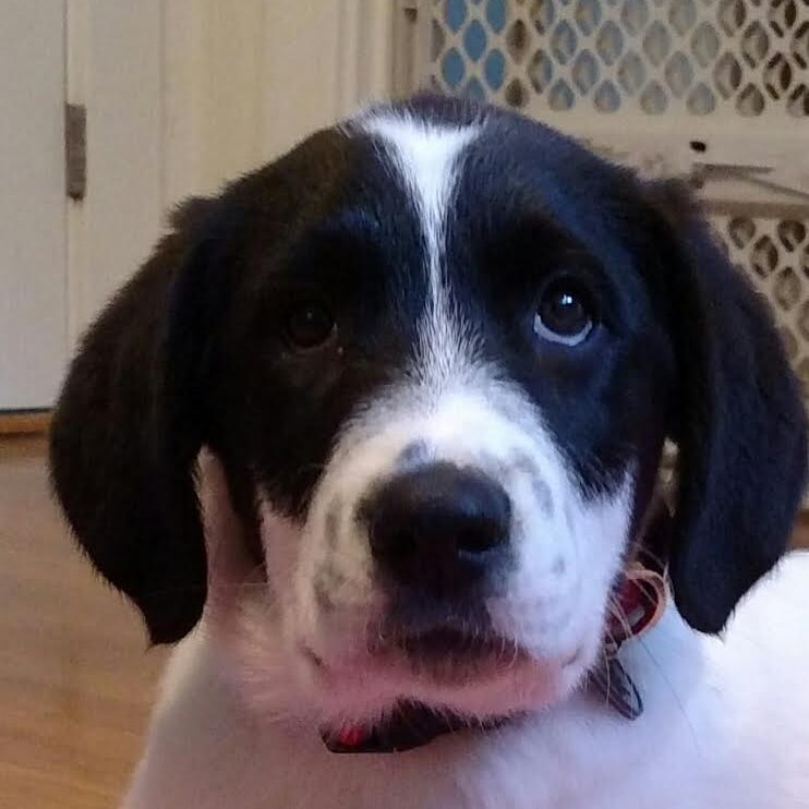 Finn