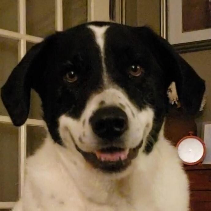 Finn xmas