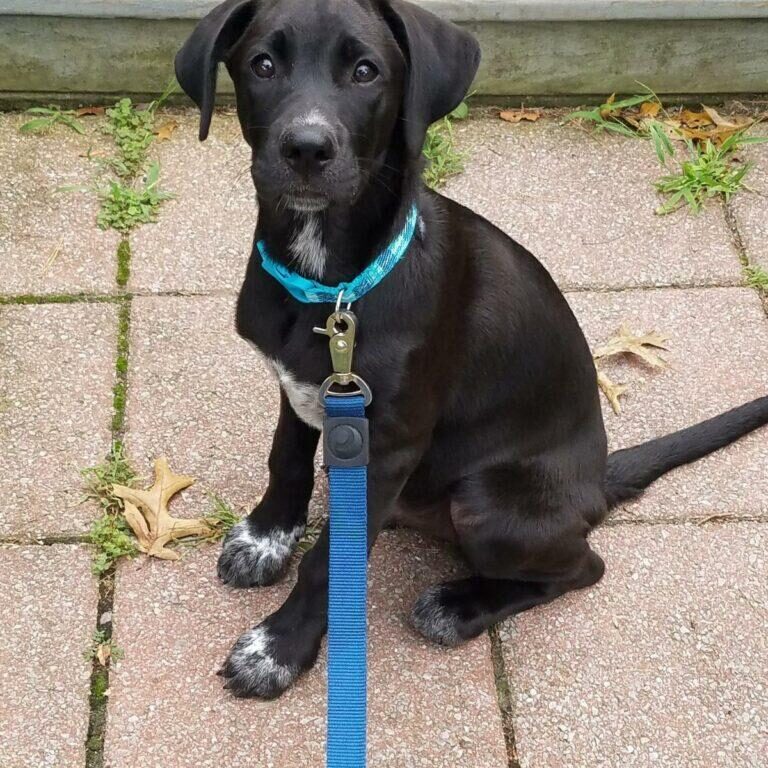 fletcher