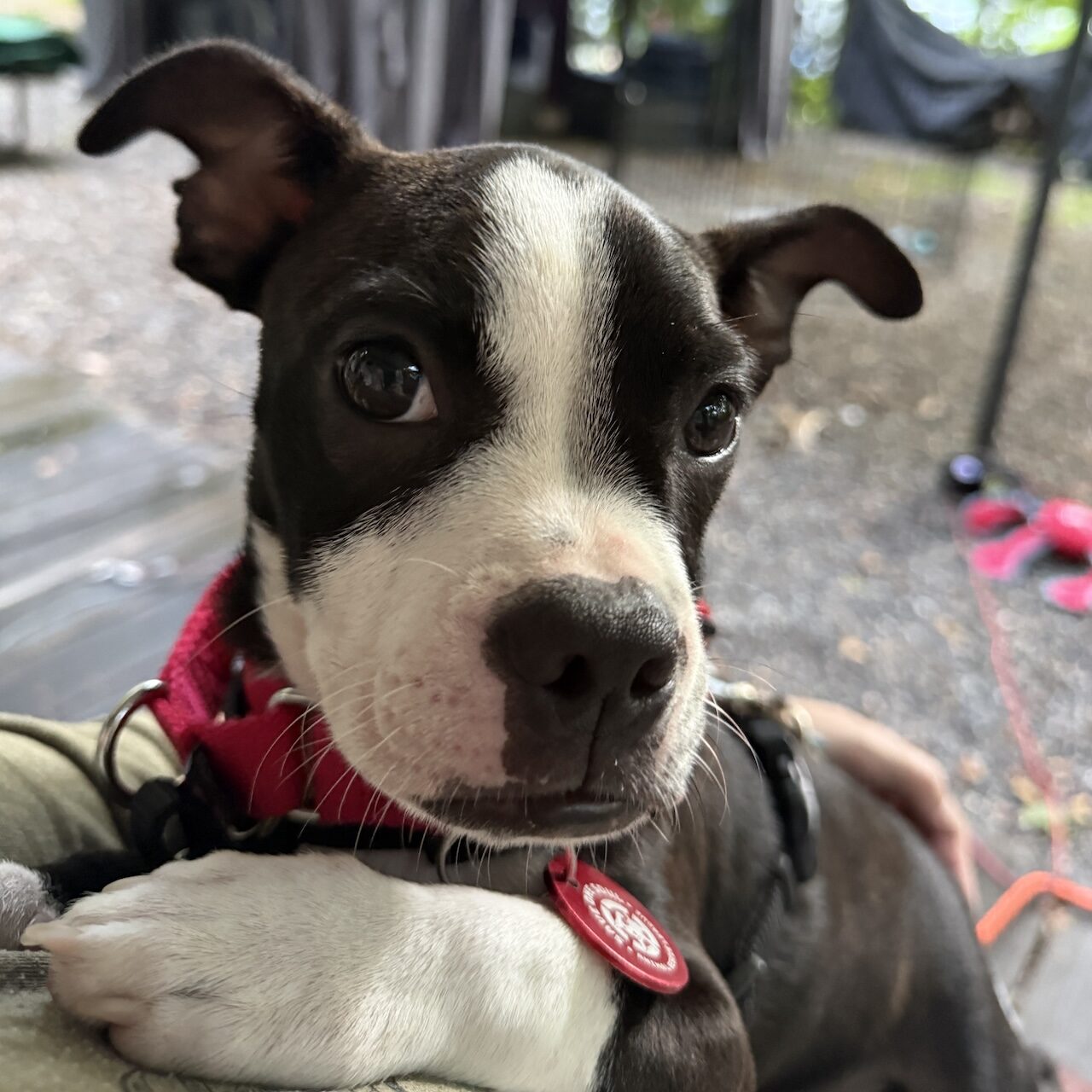 Frankie-footsie-adoptable-dog