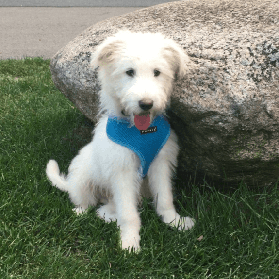 Gus1