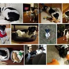 Happy-New-Year-from-Franklin-Freckles-Smith-300x225