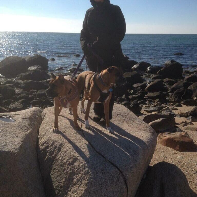 Scooby &amp; Sugar at Misquamicut Beach