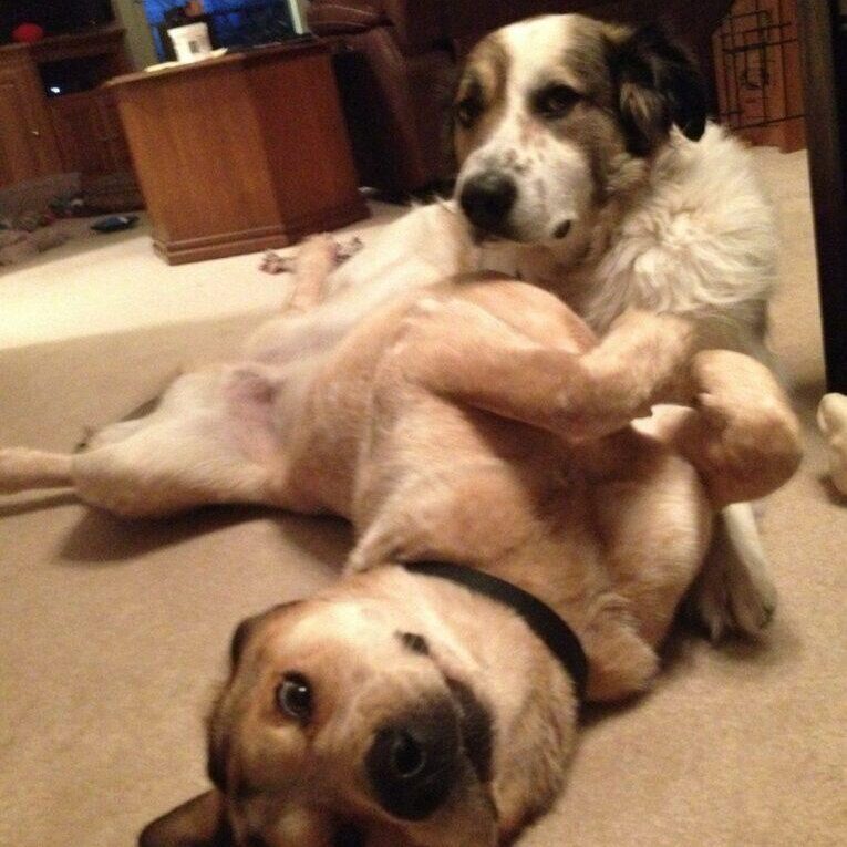 Sally and Bo playing