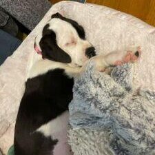 Happy Tails! 63