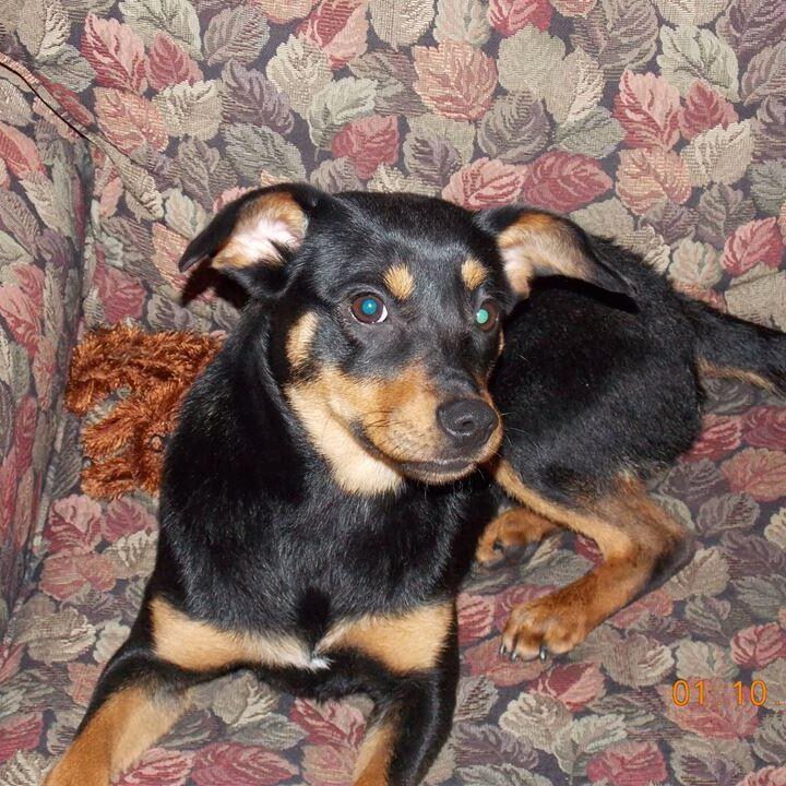 Laying comfortably in her new chair.