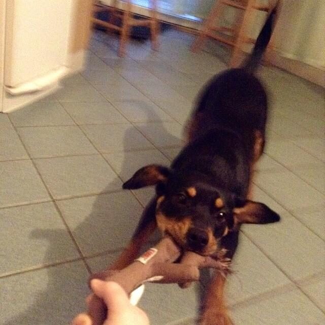 Luna playing tug of war with Jess