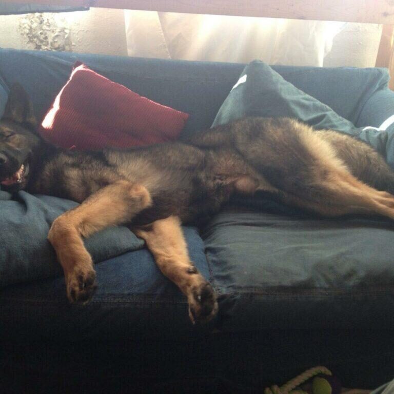 All pooped out after lots of playtime