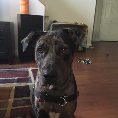 Phoebe1