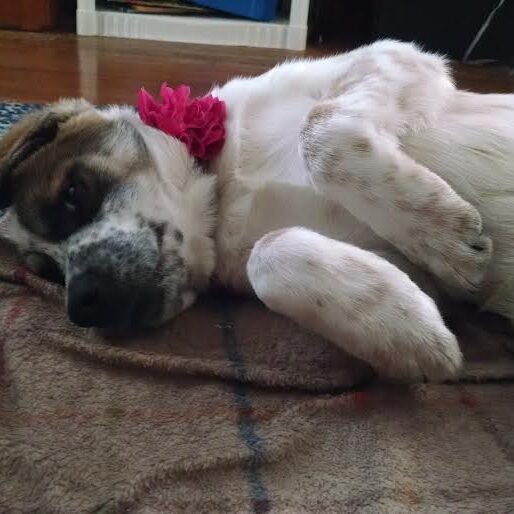 Sadie4