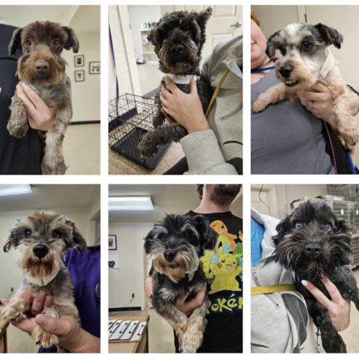A collage shows ten images of different dogs, mostly small to medium in size, being held by staff in a veterinary or grooming setting. The dogs vary in breed, color, and grooming styles. Some look freshly groomed, while others have varying coat lengths and textures.