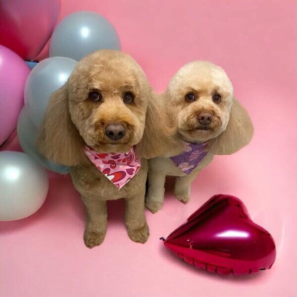 Two poodles with neatly groomed fur sit on a pink backdrop. They wear colorful bandanas, one in pink and one in purple. Surrounding them are pastel-colored balloons and a red, heart-shaped balloon on the floor.