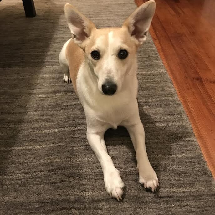 Ziggy2