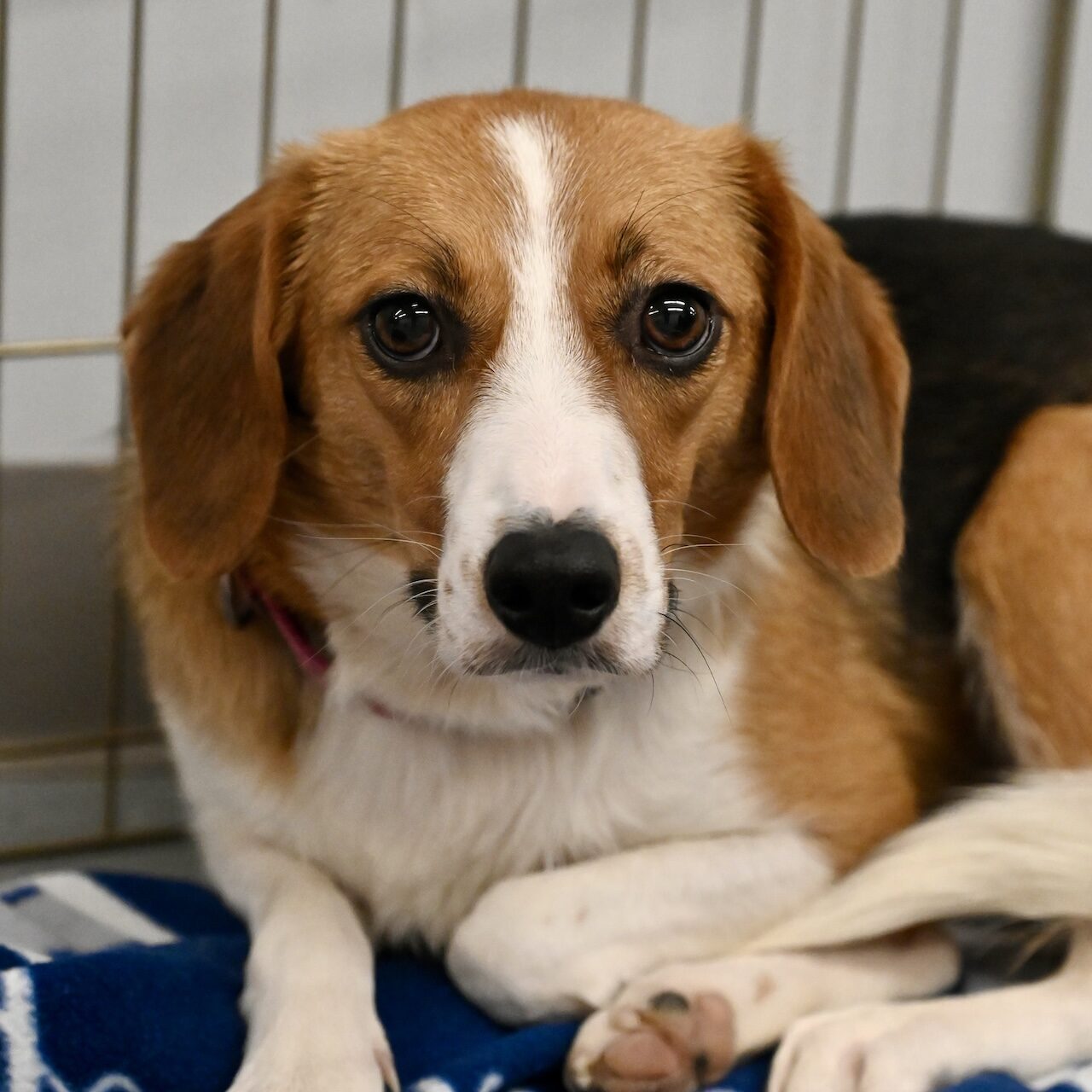 adoptable-dog-letty-bea