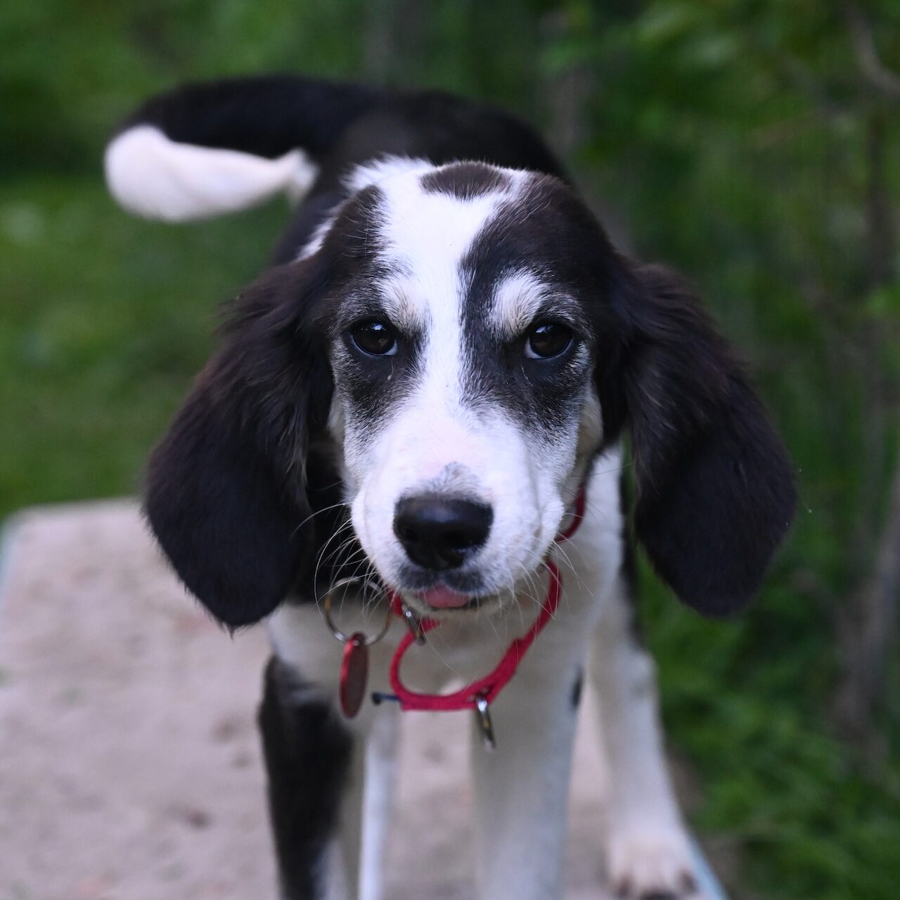 adoptable-dog-spots-alyssa